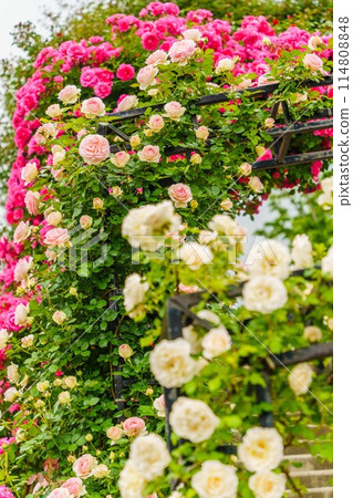 Beautiful Rose 114808848