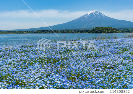 富士山和 Nemophila 河口湖 114808862