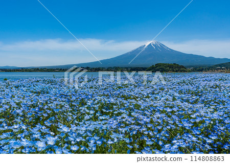 Mt. Fuji and Nemophila Lake Kawaguchi 114808863