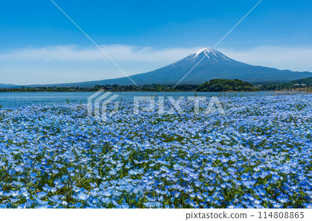Mt. Fuji and Nemophila Lake Kawaguchi 114808865
