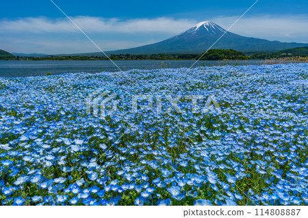 Mt. Fuji and Nemophila Lake Kawaguchi 114808887