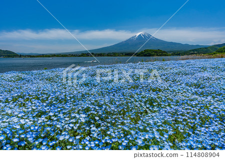 富士山和 Nemophila 河口湖 114808904