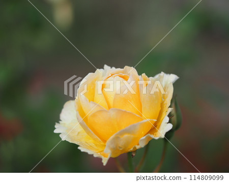 散射螢火蟲 114809099