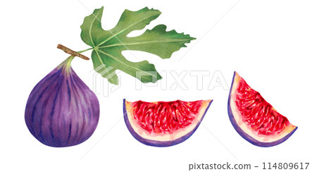 Set of purple figs. Whole fruits and cut sections. Illustration with watercolor and marker. Hand drawn isolated clipart. Botanical collection of berries. Design for juice packaging, labels, menus 114809617