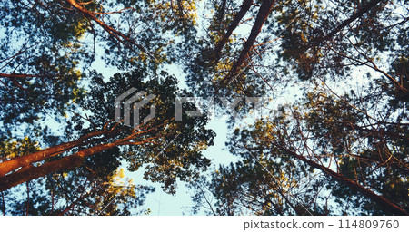 Low angle view forest green tree nature from below high tall tree background wild greenery through sky. Perspective tropical rain forest eco environment. Nature rainforest tropical evergreen jungle. Low angle view forest green tree nature from below high tall tree background wild greenery through sky. Perspective tropical rain forest eco environment. Nature rainforest tropical evergreen jungle. 114809760