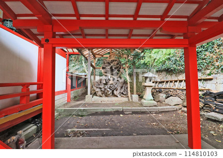 The roots of a sacred tree enshrined at Nihon Seimon Chinshu Hachimangu Shrine in the grounds of Akama Shrine in Shimonoseki City The roots of a sacred tree enshrined at Nihon Seimon Chinshu Hachimangu Shrine in the grounds of Akama Shrine in Shimonoseki City 114810103