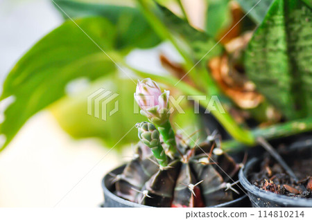 Gymnocalycium ,Gymnocalycium mihanovichii or gymnocalycium mihanovichii variegated with flower or cactus flower 114810214