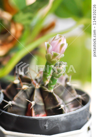 Gymnocalycium ,Gymnocalycium mihanovichii or gymnocalycium mihanovichii variegated with flower or cactus flower 114810216