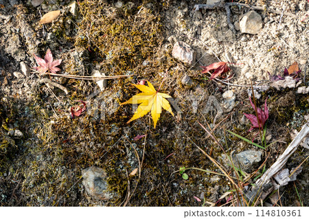 Autumn leaves that fell on the stone 114810361
