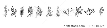Greenery leaves set for design, hand drawn vector elements 114810474