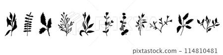 Greenery leaves set for design, hand drawn vector elements 114810481