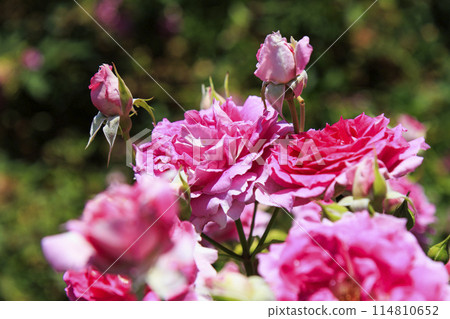 盛開的鮮味山公園玫瑰 114810652