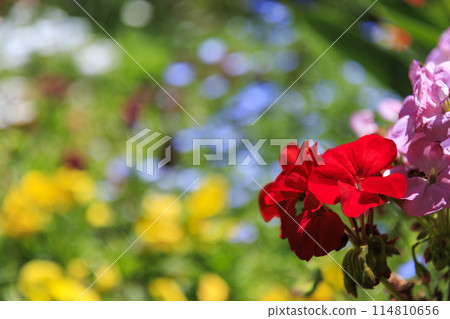 鮮味山公園 春天到初夏的綠意盎然,鮮花盛開 鮮味山公園 春天到初夏的綠意盎然,鮮花盛開 114810656