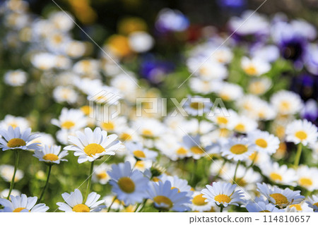 Umami Hill Park Fresh green and flowers from spring to early summer 114810657