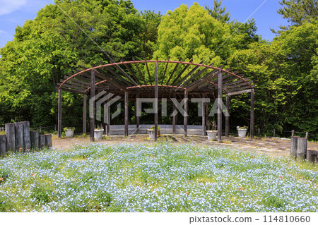 Umamikyuryo 公園 Nemophila 盛開 114810660