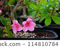 Bonsai plants that look attractive from close range 114810784