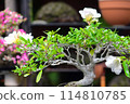 Bonsai plants that look attractive from close range 114810785