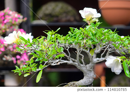 Bonsai plants that look attractive from close range 114810785