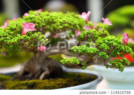 Bonsai plants that look attractive from close range Bonsai plants that look attractive from close range 114810786