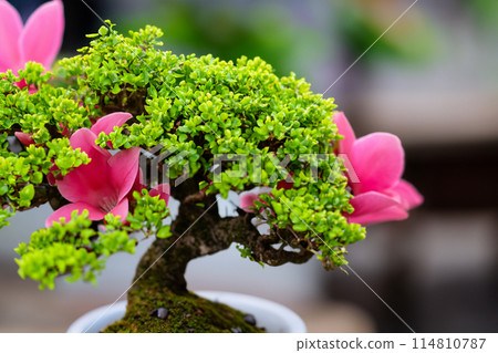 Bonsai plants that look attractive from close range Bonsai plants that look attractive from close range 114810787
