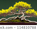 Bonsai plants that look attractive from close range 114810788