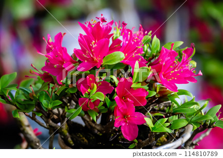Bonsai plants that look attractive from close range 114810789