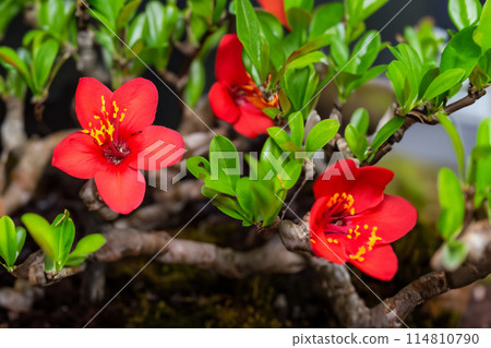 Bonsai plants that look attractive from close range Bonsai plants that look attractive from close range 114810790