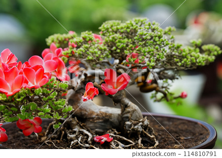 Bonsai plants that look attractive from close range 114810791