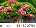 Bonsai plants that look attractive from close range 114810793
