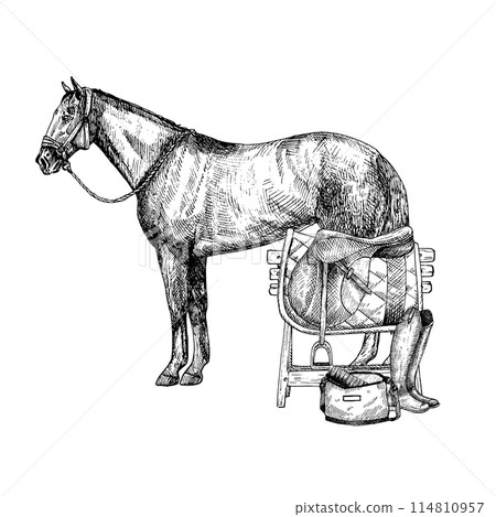 Graphic vector illustration of horse, saddle on wooden stand. Boot, bag. Hand painting. Horse equipment, for horse sport, riding Graphic vector illustration of horse, saddle on wooden stand. Boot, bag. Hand painting. Horse equipment, for horse sport, riding 114810957
