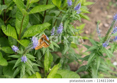 Orange butterfly on flowers. Elegant artistic image nature. High quality photo Orange butterfly on flowers. Elegant artistic image nature. High quality photo 114811064