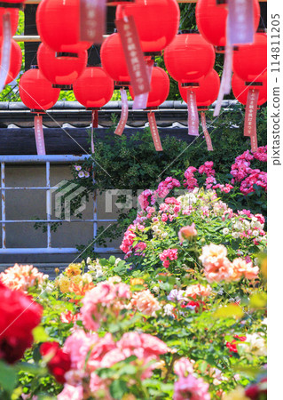 大房觀世音 - 春天的玫瑰和燈會盛開 114811205