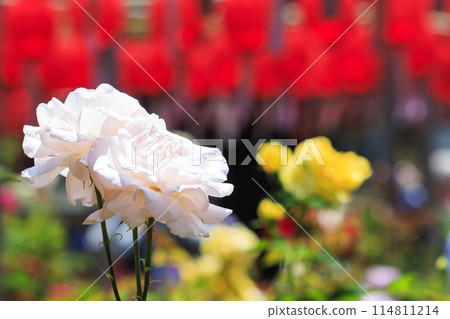 Ofusa Kannon: Spring Roses in Full Bloom and Lantern Festival 114811214