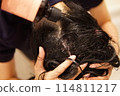 Woman taking a shower / Woman's hands 114811217