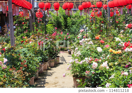Ofusa Kannon: Spring Roses in Full Bloom and Lantern Festival 114811218