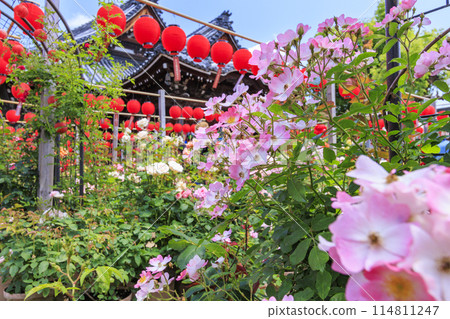 大房觀世音 - 春天的玫瑰和燈會盛開 114811247