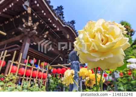 大房觀世音 - 春天的玫瑰和燈會盛開 大房觀世音 - 春天的玫瑰和燈會盛開 114811248