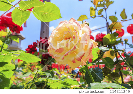 大房觀世音 - 春天的玫瑰和燈會盛開 大房觀世音 - 春天的玫瑰和燈會盛開 114811249