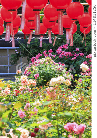 大房觀世音 - 春天的玫瑰和燈會盛開 114811256