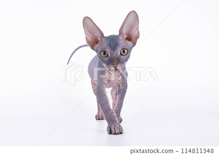 A hairless kitten on a white surface looks at the camera A hairless kitten on a white surface looks at the camera 114811348