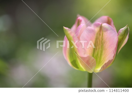 Spring coming 114811400