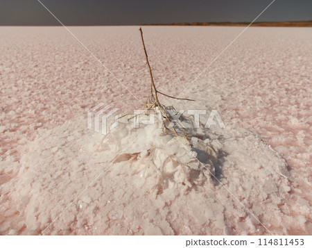 Pink Salt Lake Incredible Natural Landscape. Unusual Natural Phenomena 114811453