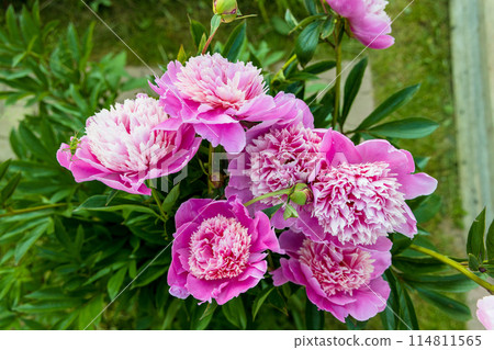 Beautiful Japanese-shaped peony flowers with pink petals and delicate yellowish stamens Beautiful Japanese-shaped peony flowers with pink petals and delicate yellowish stamens 114811565