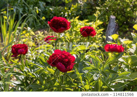 Red Peony albiflora. Paeonia officinalis Red Charm in the garden, macro photo Red Peony albiflora. Paeonia officinalis Red Charm in the garden, macro photo 114811566