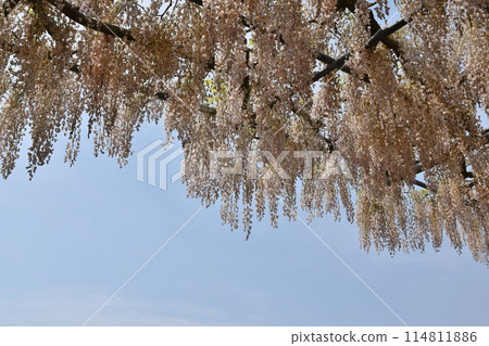 Blue sky and wisteria in full bloom, Tochigi 114811886