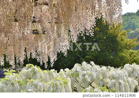 Usube wisteria and white wisteria in full bloom, Tochigi 114811906