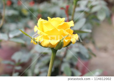 yellow roses in the garden yellow roses in the garden 114812002