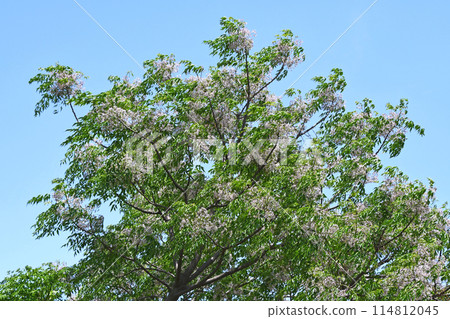 China tree young leaves and flowers China tree young leaves and flowers 114812045