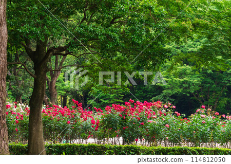 Shonai Green Park in spring, roses in full bloom (Nagoya, Aichi Prefecture) 114812050