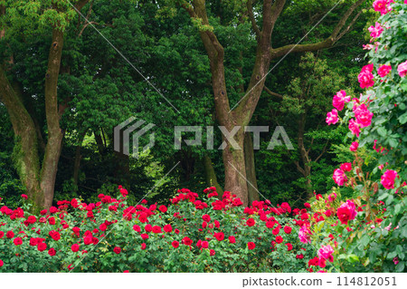 Shonai Green Park in spring, roses in full bloom (Nagoya, Aichi Prefecture) Shonai Green Park in spring, roses in full bloom (Nagoya, Aichi Prefecture) 114812051